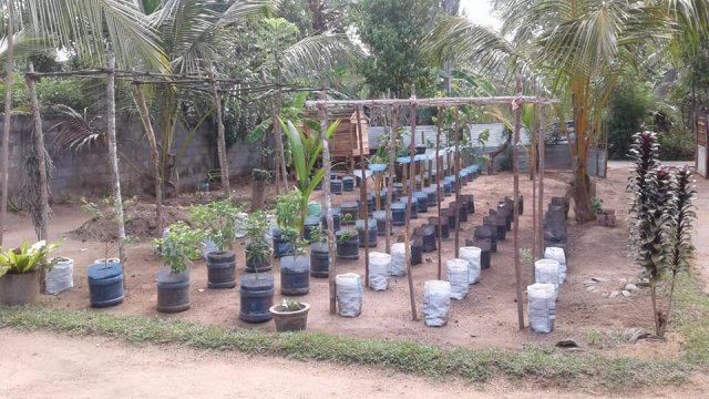 ‘Haritha Deyak’ National Home Gardening Program